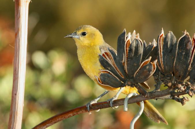 Photo (9): Hooded Oriole