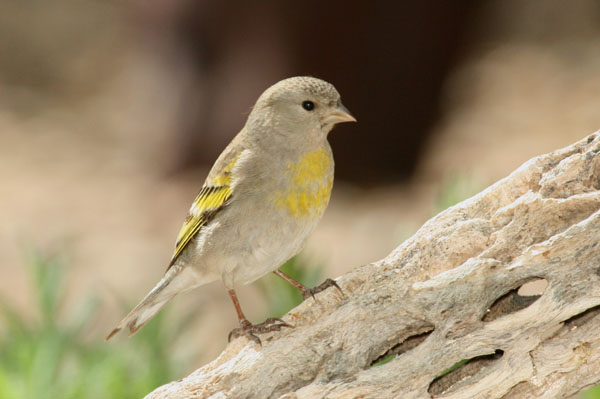 Photo (2): Lawrence's Goldfinch