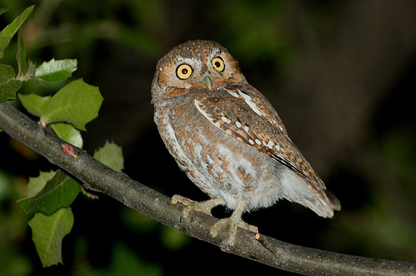 Photo (2): Elf Owl