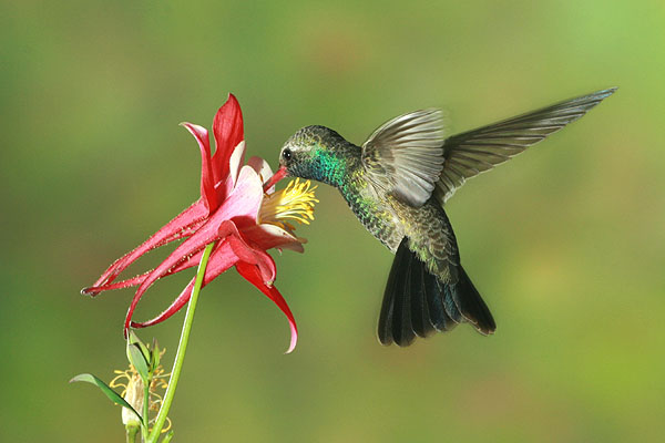 Photo (5): Broad-billed Hummingbird