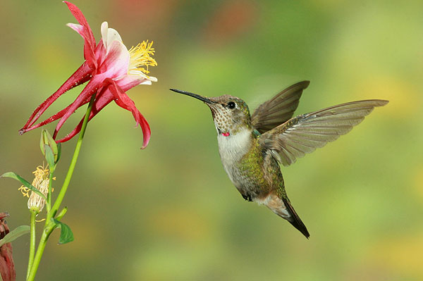 Photo (20): Broad-tailed Hummingbird