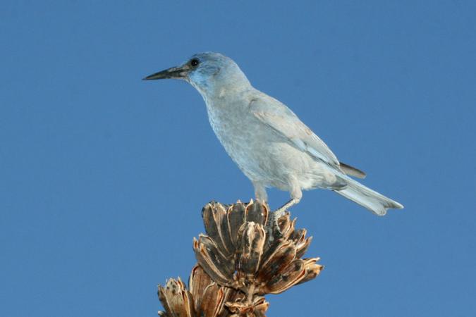 Photo (3): Pinyon Jay