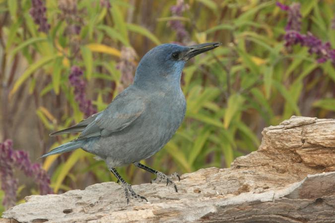 Photo (2): Pinyon Jay