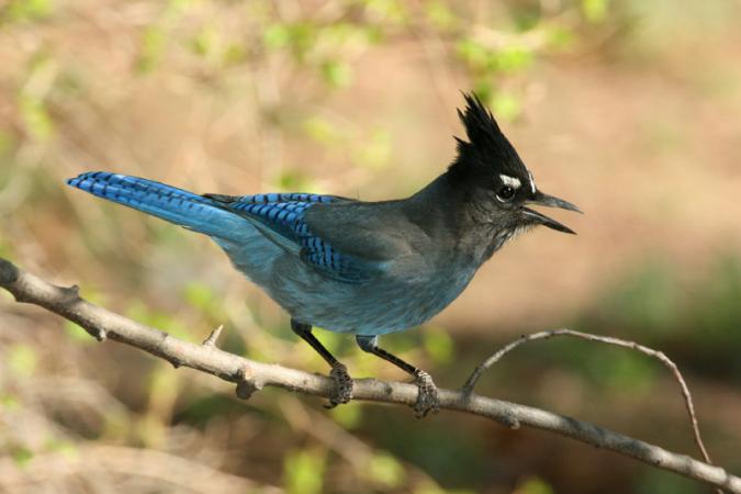 Photo (4): Quiz Species
