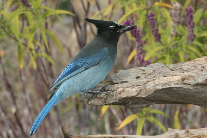 Photo (1): Quiz Species