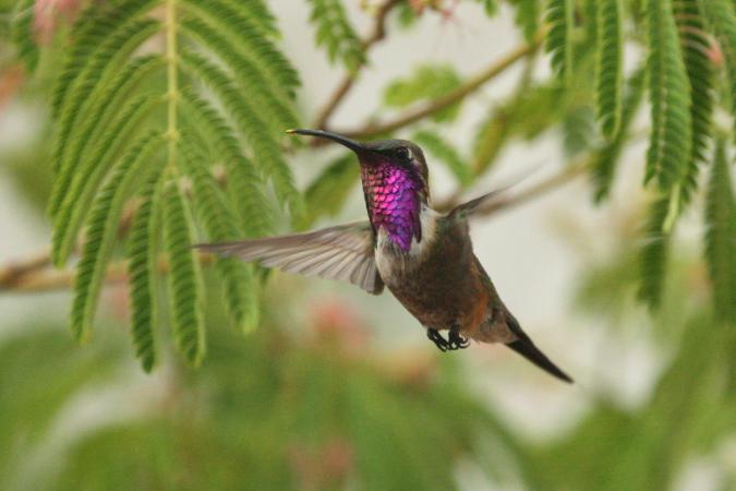 Photo (1): Lucifer Hummingbird