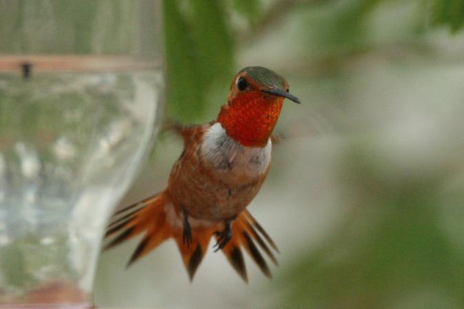 Photo (3): Allen's Hummingbird