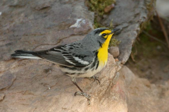 Photo (3): Grace's Warbler