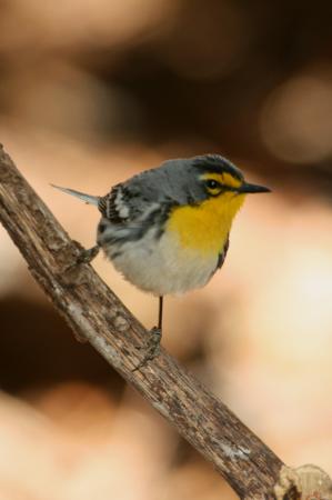 Photo (7): Grace's Warbler