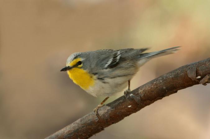 Photo (2): Grace's Warbler
