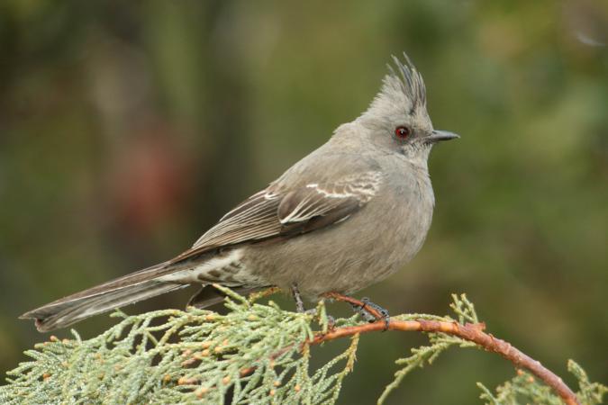 Photo (2): Phainopepla