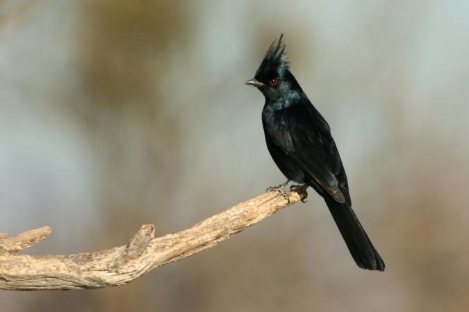 Photo (1): Phainopepla