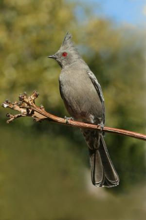 Photo (4): Phainopepla
