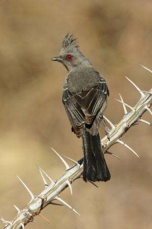 Photo (6): Phainopepla