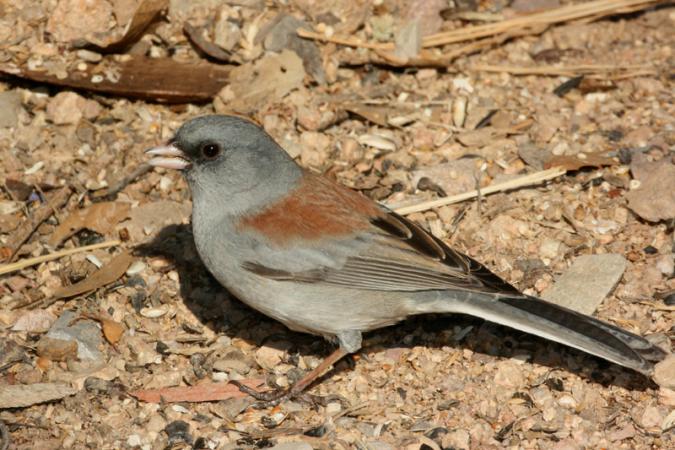 Photo (20): Dark-eyed Junco