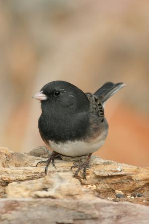 Photo (14): Dark-eyed Junco