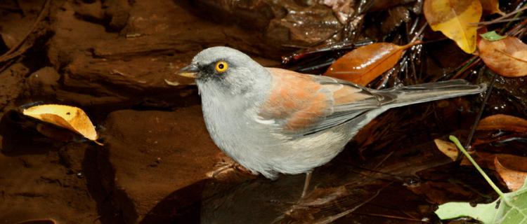 Photo (3): Yellow-eyed Junco