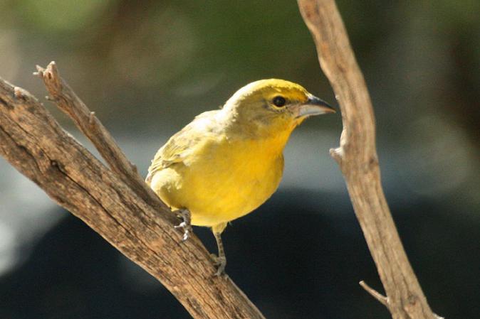 Photo (4): Hepatic Tanager