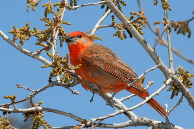 Photo (3): Hepatic Tanager