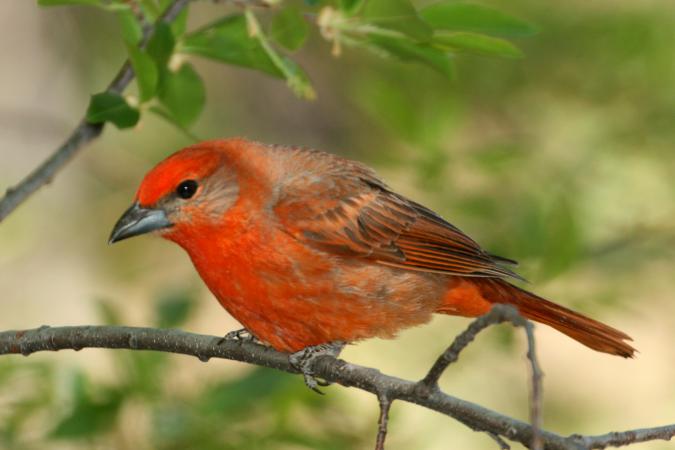 Photo (12): Hepatic Tanager
