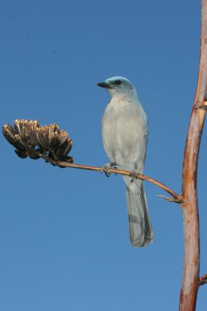 Photo (4): Mexican Jay