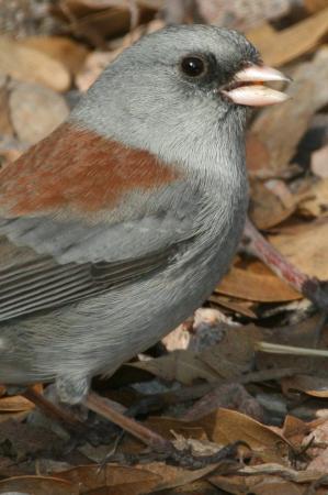 Photo (21): Dark-eyed Junco