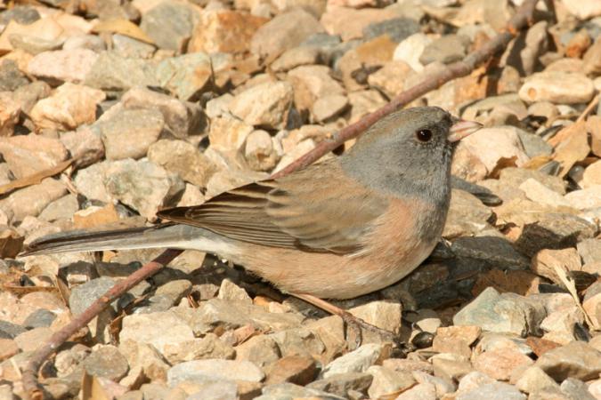 Photo (19): Dark-eyed Junco