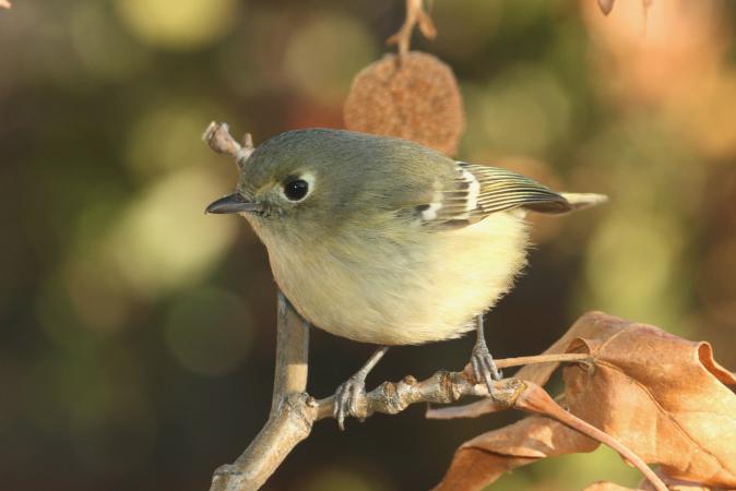 Photo (2): Hutton's Vireo