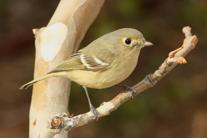 Photo (1): Hutton's Vireo