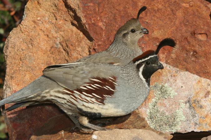 Photo (1): Gambel's Quail