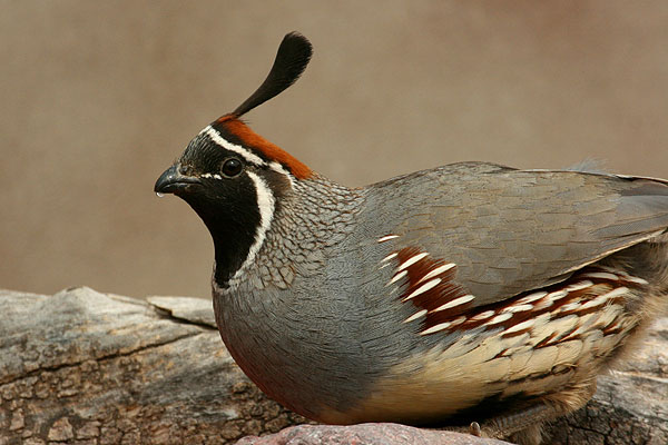 Photo (4): Gambel's Quail