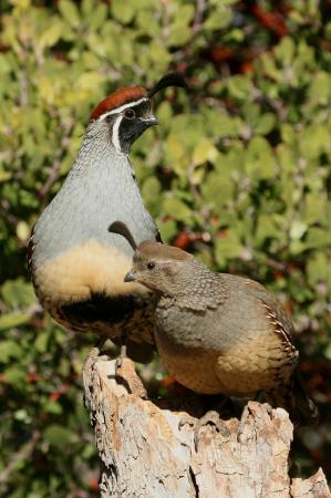 Photo (5): Gambel's Quail