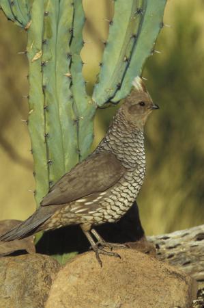 Photo (5): Scaled Quail