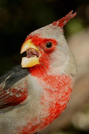 Photo (5): Pyrrhuloxia