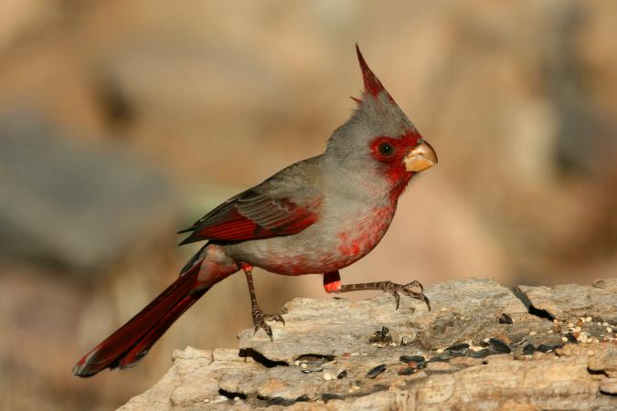 Photo (4): Pyrrhuloxia