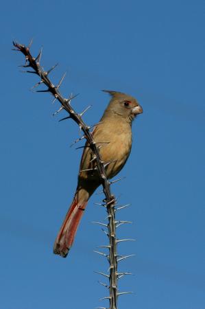 Photo (7): Pyrrhuloxia