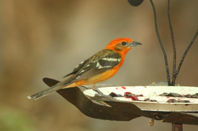 Photo (10): Flame-colored Tanager