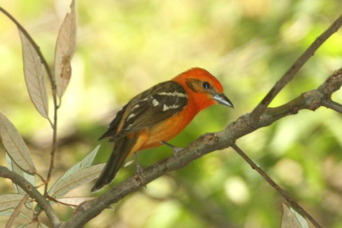 Photo (12): Flame-colored Tanager