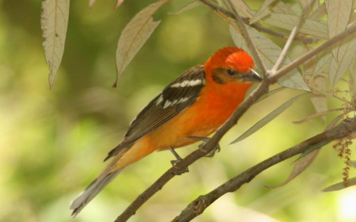 Photo (8): Flame-colored Tanager