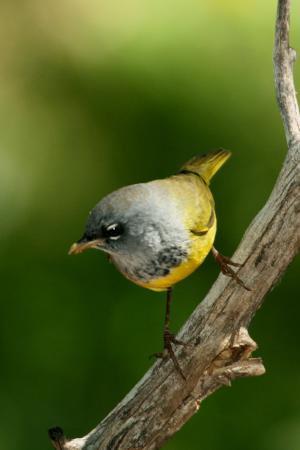 Photo (1): MacGillivray's Warbler