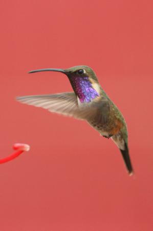 Photo (13): Lucifer Hummingbird