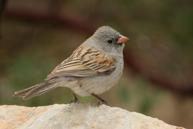 Photo (1): Black-chinned Sparrow