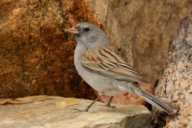 Photo (2): Black-chinned Sparrow