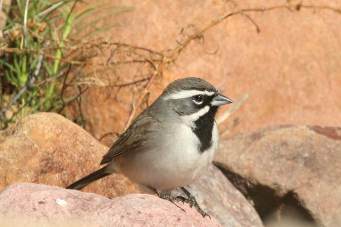 Photo (6): Black-throated Sparrow