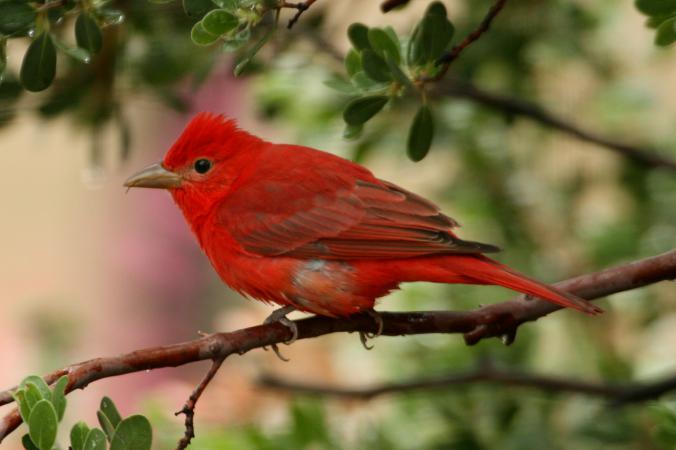 Photo (5): Summer Tanager