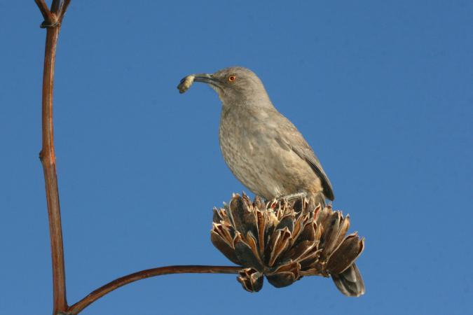 Photo (13): Curve-billed Thrasher