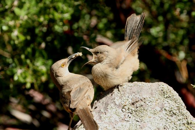 Photo (14): Curve-billed Thrasher