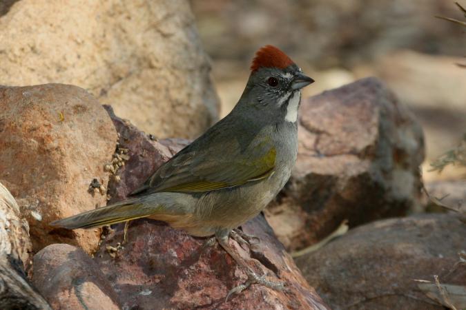 Photo (7): Green-tailed Towhee