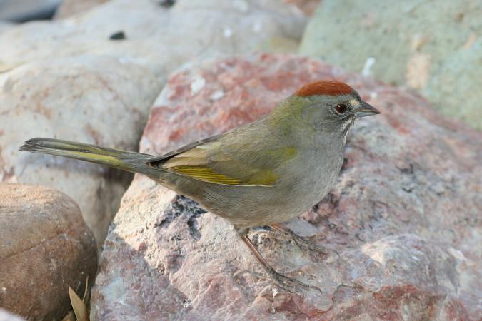 Photo (1): Green-tailed Towhee