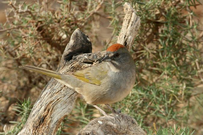 Photo (2): Green-tailed Towhee
